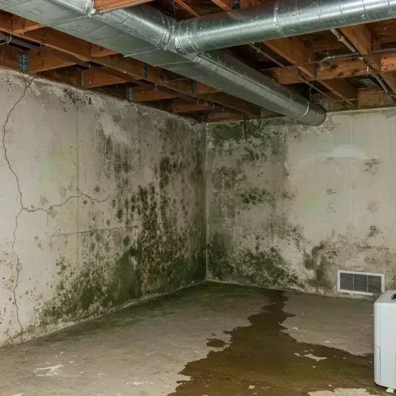 Professional Mold Removal in Sherman, IL